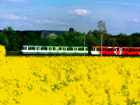 

A street bahn is seen passing a rapeseed field in Wesseling, Germany, on April 26, 2023 (