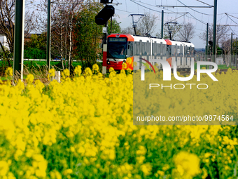 

A street bahn is seen passing a rapeseed field as the background is the Shell energy and chemical refinery in Wesseling, Germany, on April...