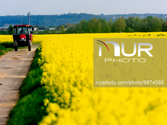 

A tractor is seen passing a rapeseed field with the Shell energy and chemical refinery in Wesseling, Germany, close to Cologne, as a backg...