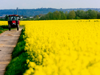 

A tractor is seen passing a rapeseed field with the Shell energy and chemical refinery in Wesseling, Germany, close to Cologne, as a backg...