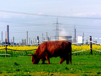 

A cow is seen standing on the field as the background is the Shell energy and chemical refinery in Wesseling, Germany, on April 26th, 2023...