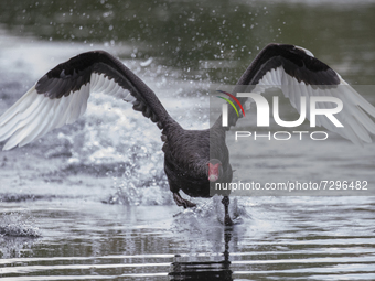 WIldlife - New Zealand