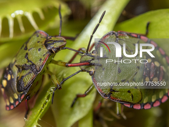 Shield Bug In New Zealand
