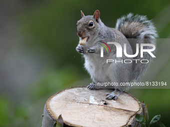 Grey Squirrel