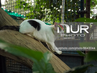 INDIA-SOCIETY-ANIMAL