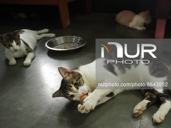 INDIA-SOCIETY-ANIMAL