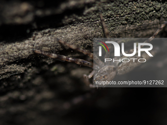Nature - New Zealand - Spiders