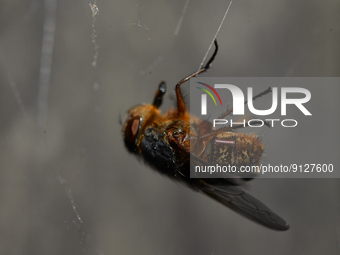 A Trapped Hairy Maggot Blow Fly In A Cobweb Spider's Web