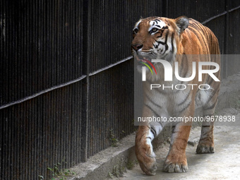 INDIA-ANIMAL-WILDLIFE