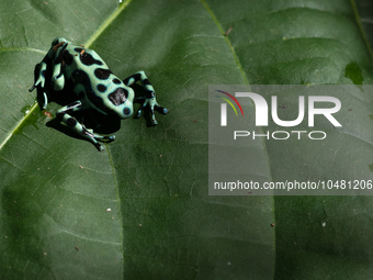 Poison Arrow Frog