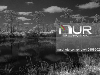 Disney's Wilderness Preserve