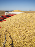 Soybean Harvest In Argentina