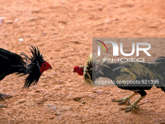 Last of the bloodsports - East Timor's obsession with cock fighting
