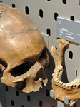 Upper Cave Man Fossil Skull.