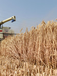 Wheat Harvest in Fuyang.