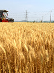 Wheat Harvest in Zaozhuang.
