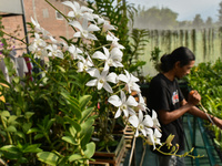 Indonesian Orchid Farming 