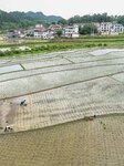 Rice Planting in Tongren.