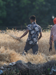 Wheat Harvest In Haldwani