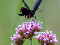 A Black Butterfly Kisses Verbena Flower.