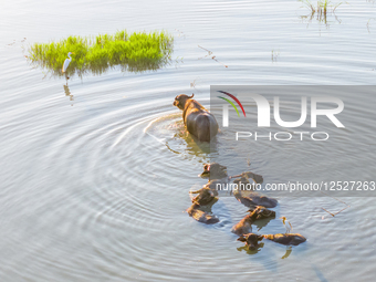Cattles Take Bath To Cool Down in Suqian.
