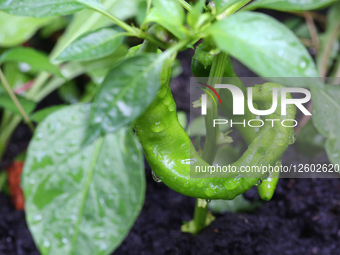 Daily Life In Toronto