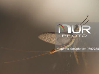 Daily Life In Old Quebec City