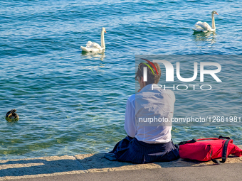 Woman Watching Swans At Lake