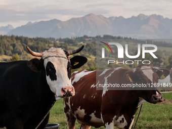 Daily Life In Tatra National Park In Poland