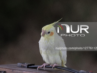 Free Bird Fly Community In Depok, Indonesia