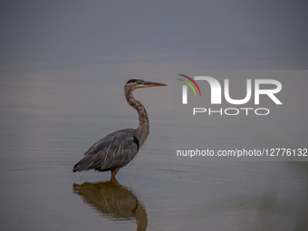 Pollution And Wildlife At The Oxbow Nature Conservancy In Lawrenceburg, Indiana