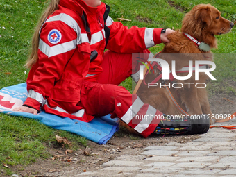 Paramedic With Red Cross Water Rescue Dog
