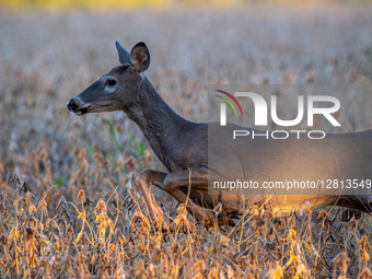 Pollution: Miami Fort Power Plant In Cincinnati, OHIO