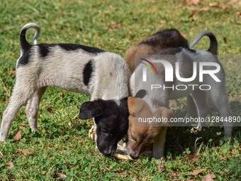 Daily Life In Kashmir, India