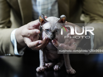 Thailand International Pet Variety Exhibition 2025.