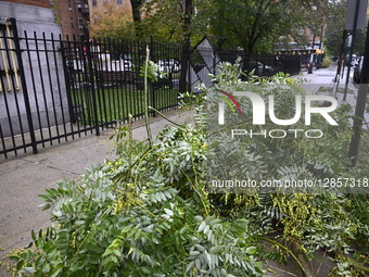 Trees Are Uprooted Damaging A Garden, A Vehicle And Causing Debris At P.S. 217 Colonel David Marcus School As A Nor'easter Impacts New York City
