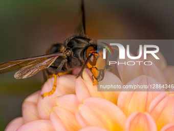 Asian hornet (Vespa velutina)