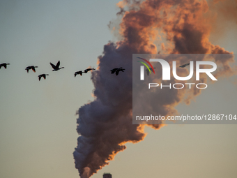 Wildlife And Pollution: Miami Fort Power Station