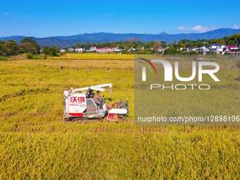 Rice Harvest in Anqing.