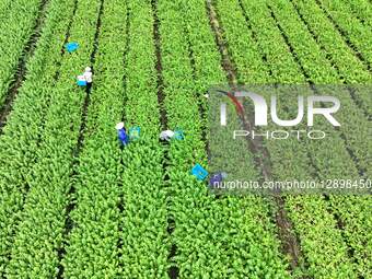 Wolfberry Vegetables Harvest in Laibin.