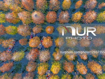 Hongze Lake Wetland Water Fir Forest Tour.