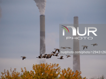 Pollution And Wildlife: Miami Fort Power Station