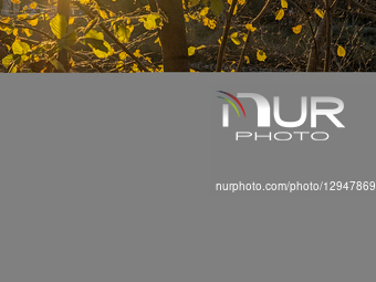 Man Sitting During Sunset By The Isar River Through Bright Autumn Leaves In Munich