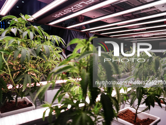 Asia International Hemp Expo In Bangkok.