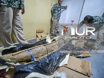 The Process Of Unpacking The Stegodon Fossil 