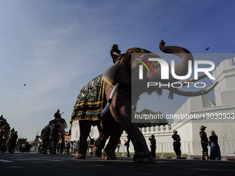 Elephants To Pay Respects Late Queen Mother Sirikit.