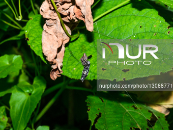Abandoned-web Orb-weaver (Parawixia Dehaani) Hunted Black Soldier Fly (Hermetia Illucens) - Animal India