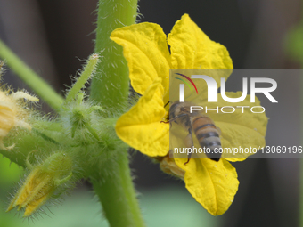 Honeybee Pollinating A Flower