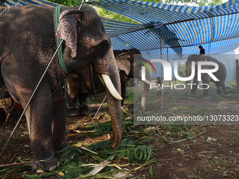 Elephants During A Temple Festival In Kochi