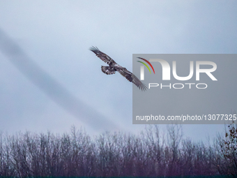 Snow Geese And American Bald Eagles In Indiana